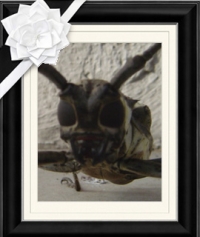 カミキリライダーの遺影