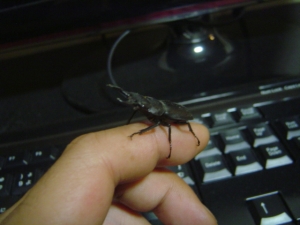 小さいクワガタ虫