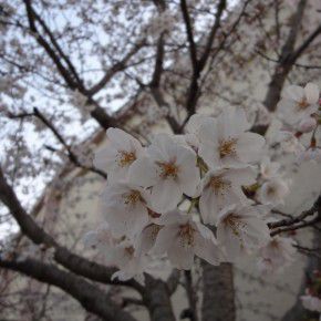 桜咲く季節は桜散る季節でもあり…